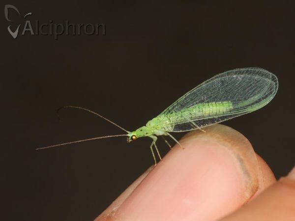 Pseudomallada ventralis