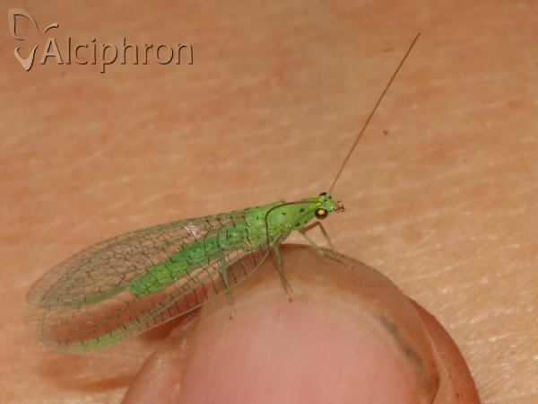 Pseudomallada ventralis