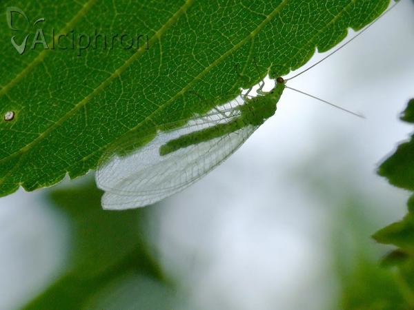 Pseudomallada ventralis