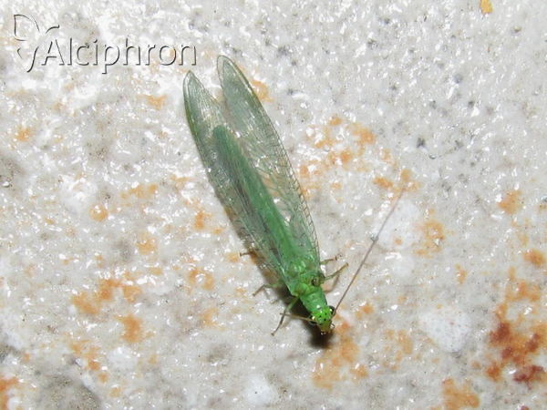 Pseudomallada ventralis