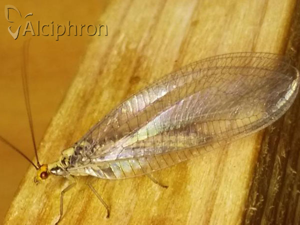 Nothochrysa fulviceps
