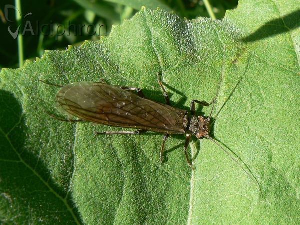Perla burmeisteriana