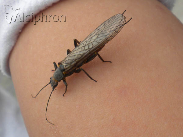 Dinocras cephalotes
