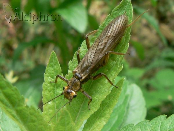 Dinocras ferreri