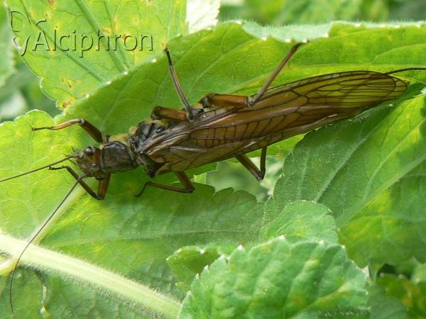 Dinocras ferreri