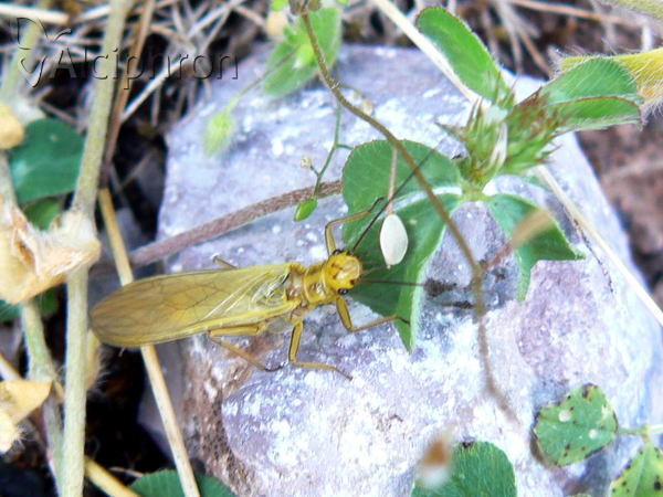 Siphonoperla torrentium