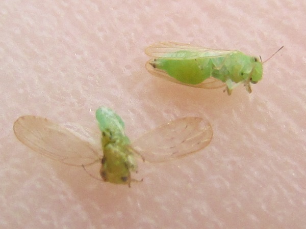 Acizzia jamatonica