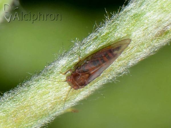 Cacopsylla pyri