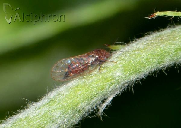 Cacopsylla pyri
