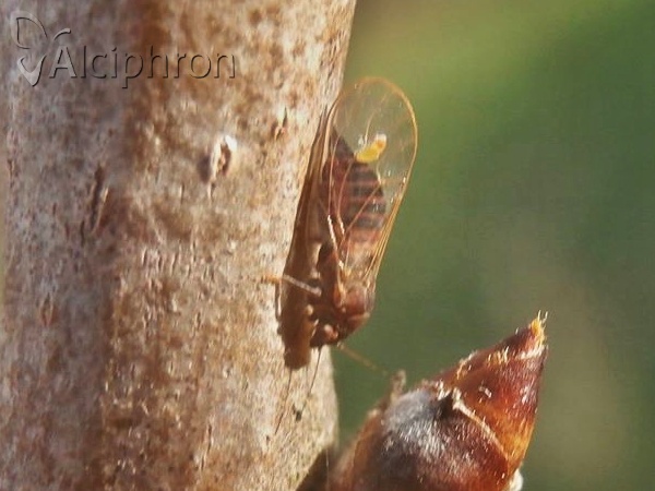 Cacopsylla pyri