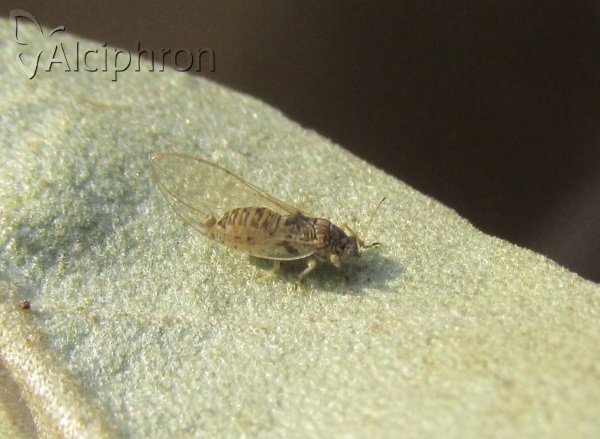 Trioza neglecta