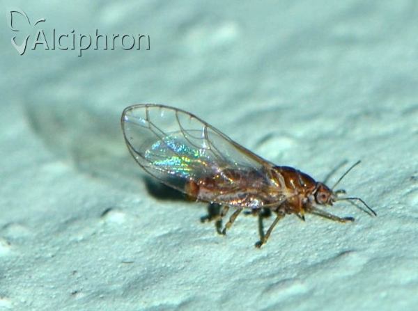 Trioza remota