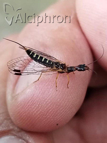 Parainocellia braueri