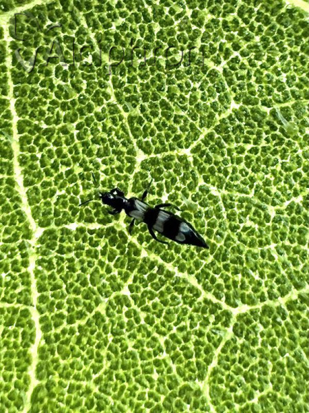 Aeolothrips intermedius