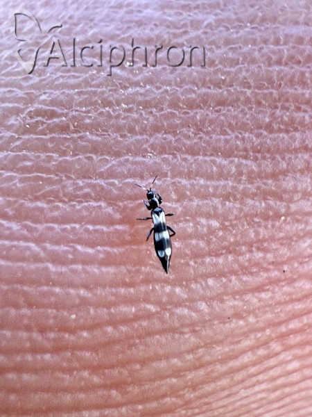 Aeolothrips intermedius