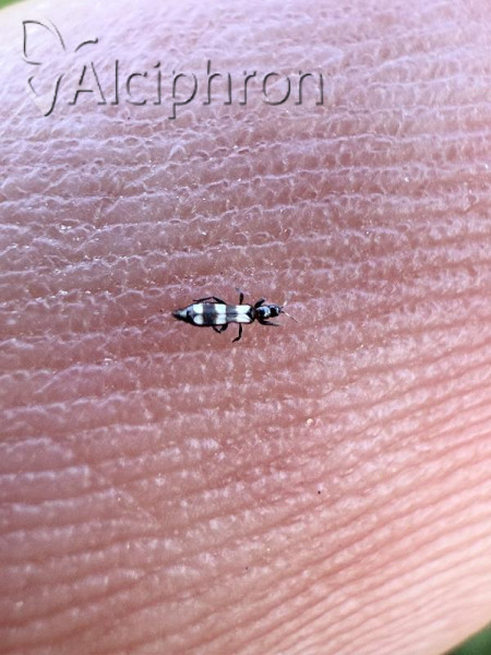 Aeolothrips intermedius