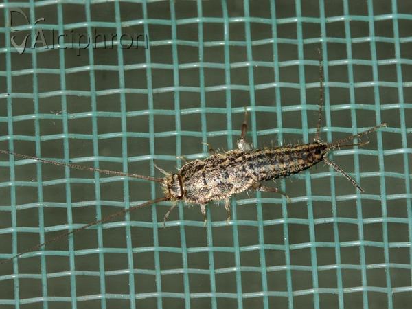 Ctenolepisma lineata
