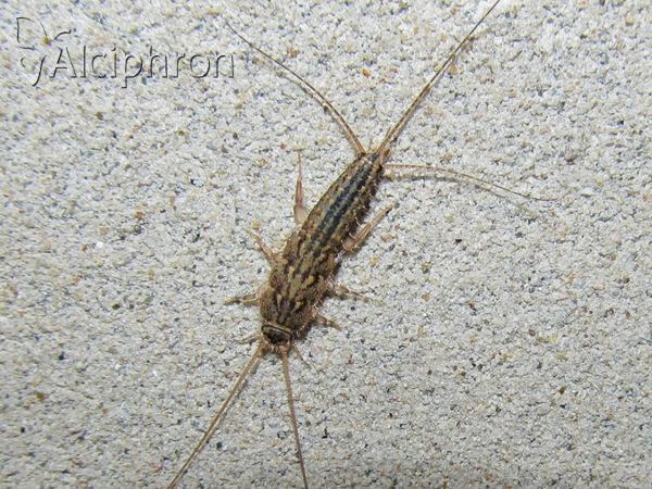 Ctenolepisma lineata