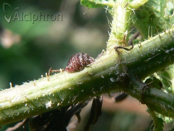 Parthenolecanium corni