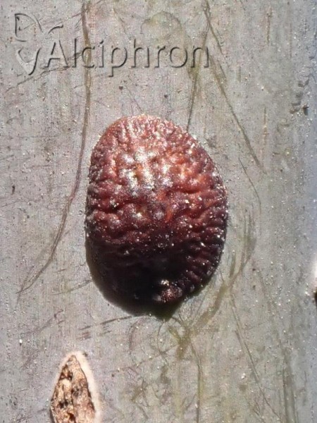 Parthenolecanium corni