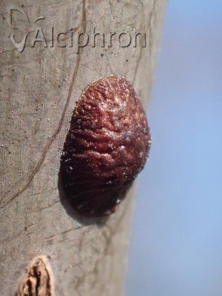 Parthenolecanium corni