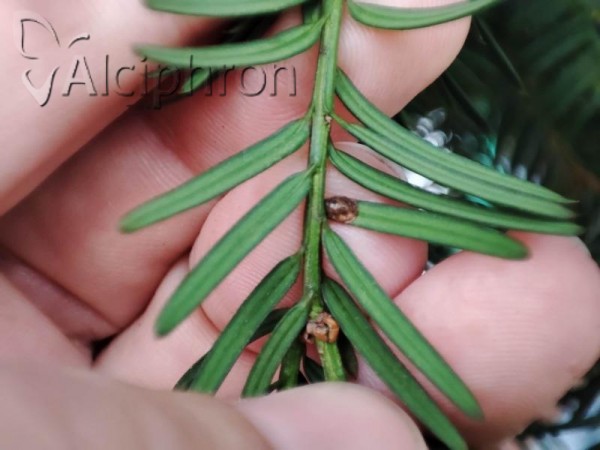Parthenolecanium pomeranicum