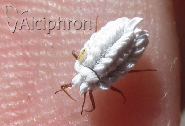 Orthezia insignis