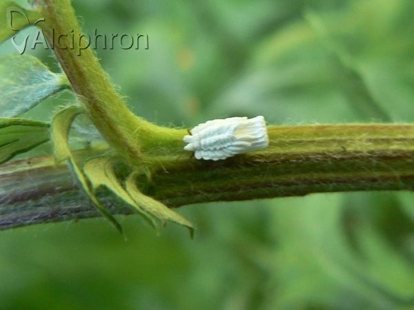 Orthezia urticae