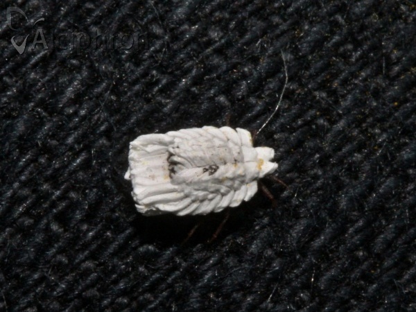Orthezia urticae