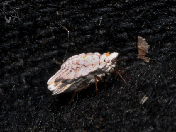 Orthezia urticae