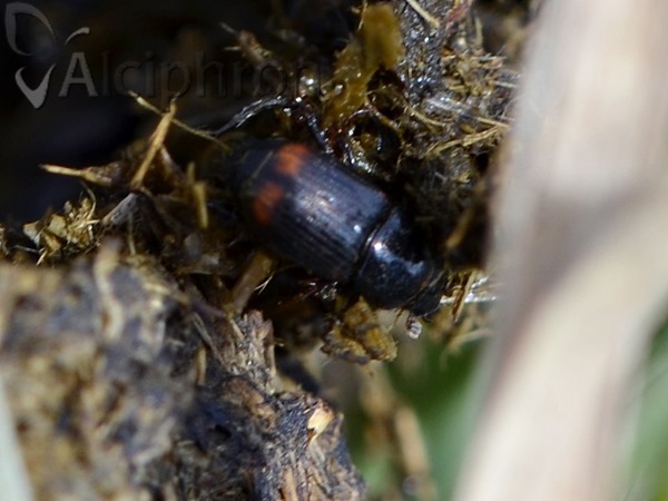 Phalacronothus biguttatus