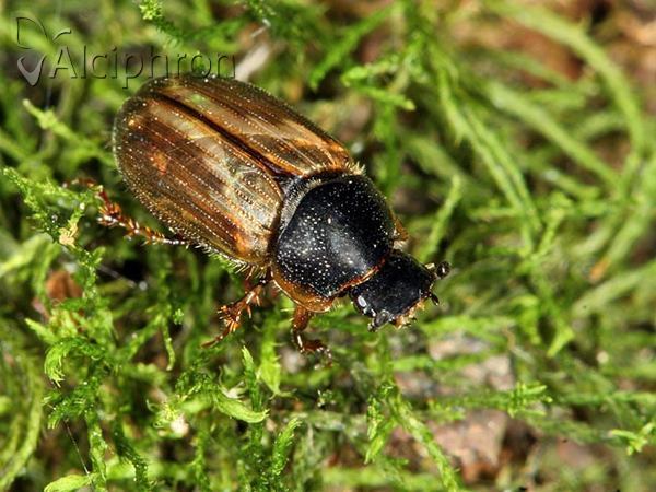Melinopterus consputus