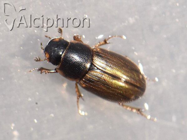 Melinopterus consputus