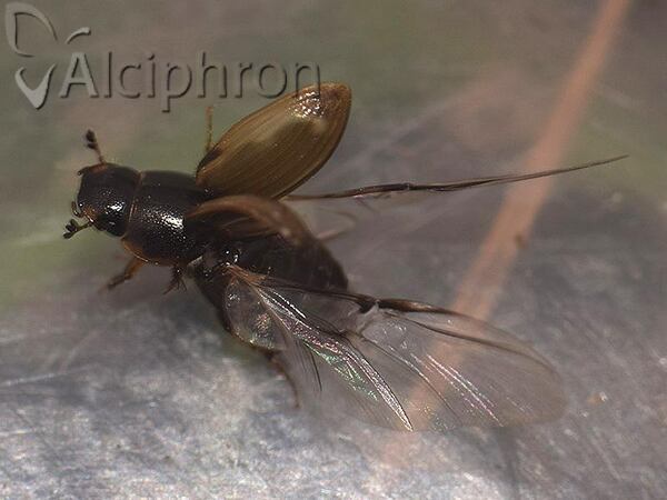 Melinopterus consputus