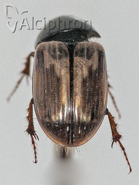 Melinopterus consputus