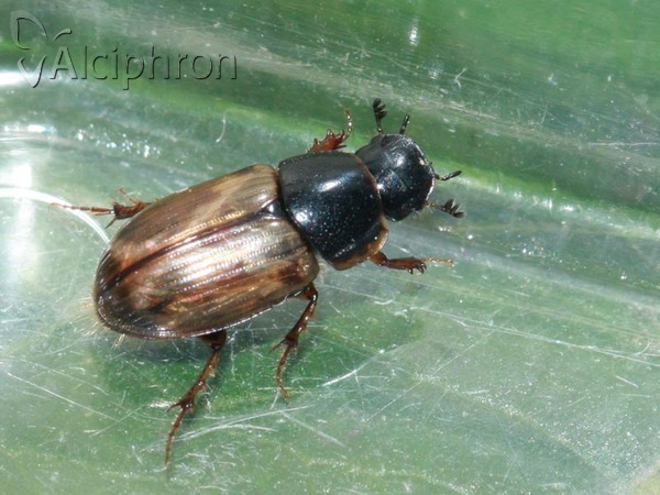 Melinopterus prodromus
