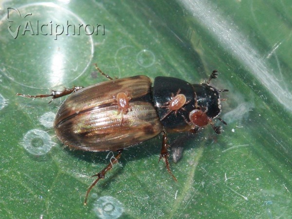 Melinopterus prodromus