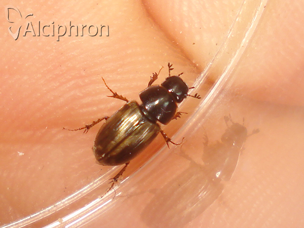 Melinopterus prodromus