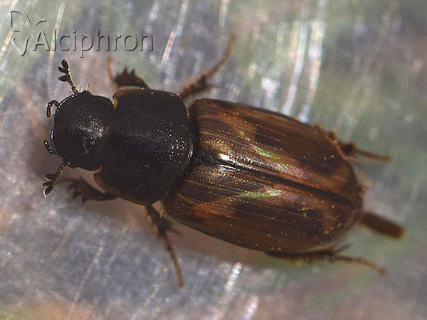 Melinopterus prodromus