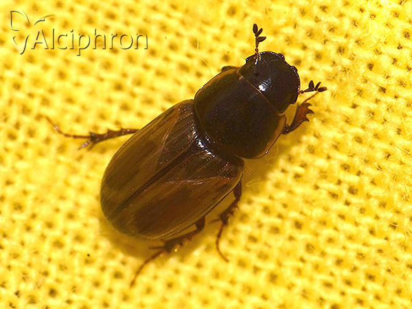 Melinopterus prodromus