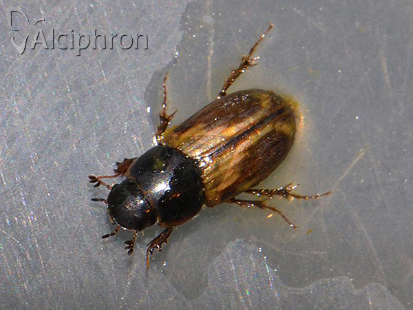 Melinopterus prodromus