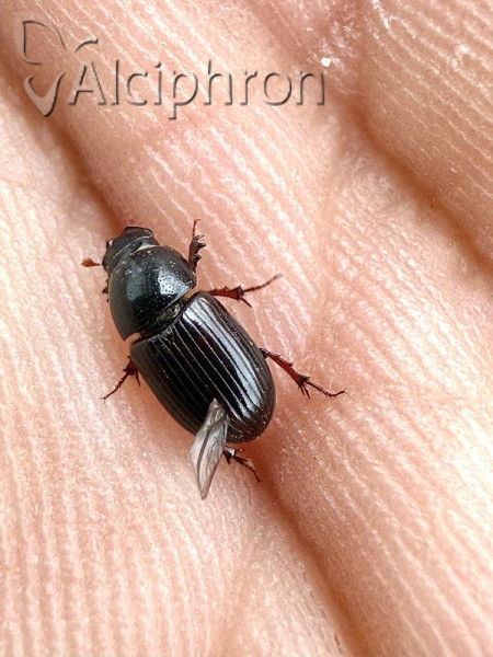 Loraphodius suarius