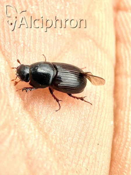 Loraphodius suarius