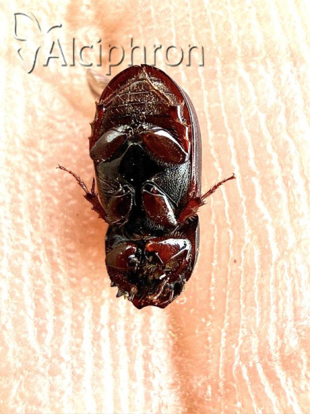 Loraphodius suarius