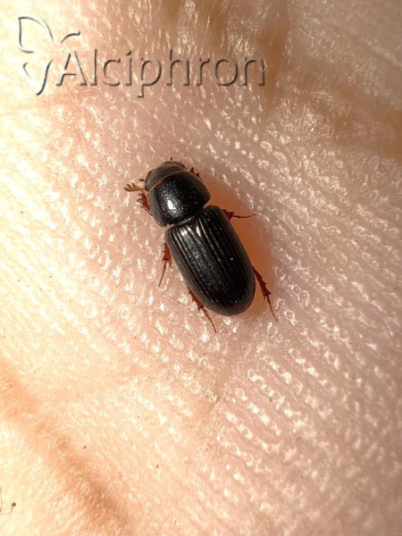 Liothorax kraatzi