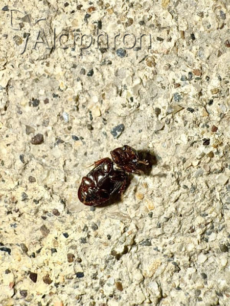 Liothorax kraatzi