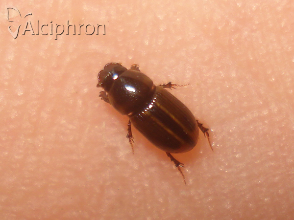 Labarrus lividus