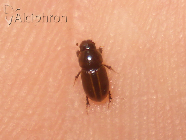 Labarrus lividus