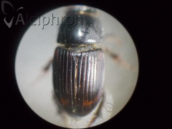 Euorodalus paracoenosus