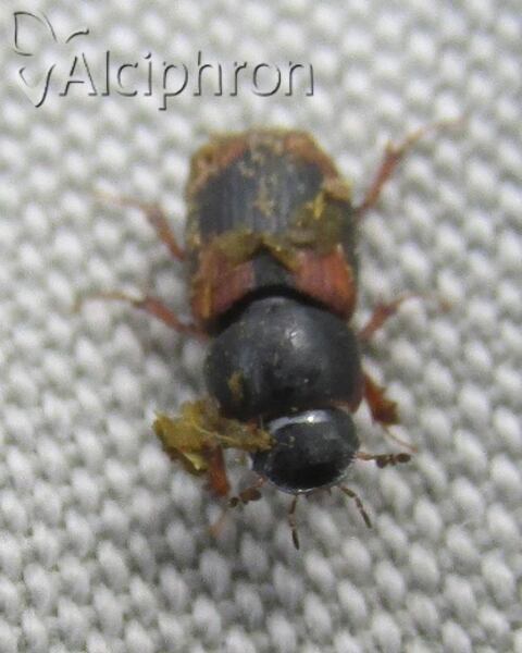 Eudolus quadriguttatus